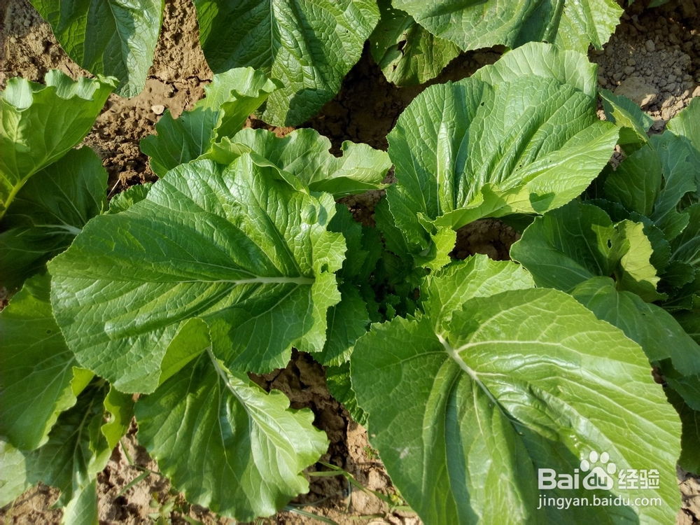 周末去哪里——带孩子去田间走走