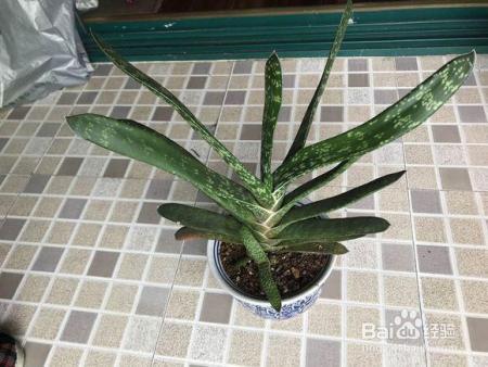 芦荟胖到爆炸,花朵开满了盆,就是用了这个方法!