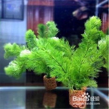 水草定植环怎么用 百度经验