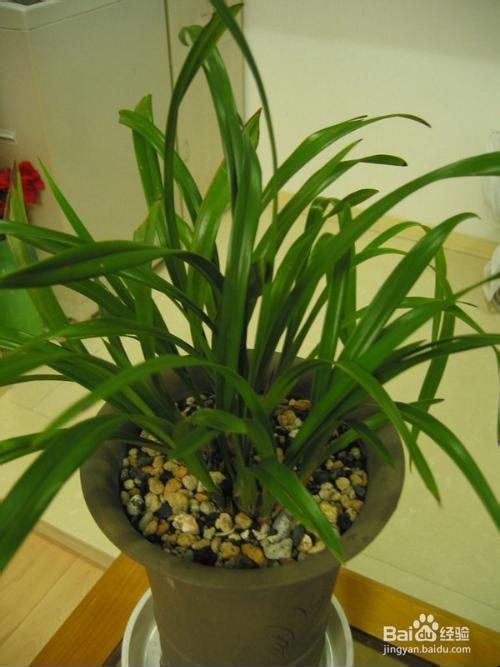 兰花如何养会长得好？