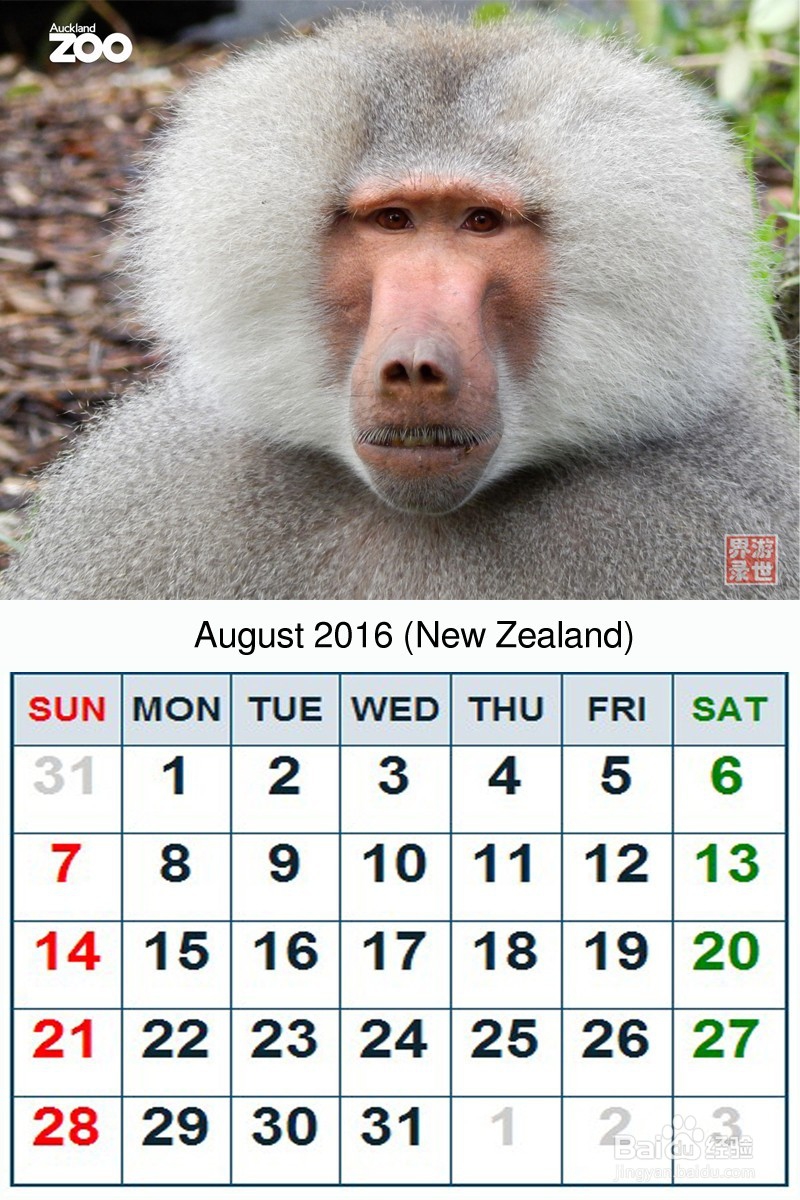 2016年 新西兰动物年历 原创