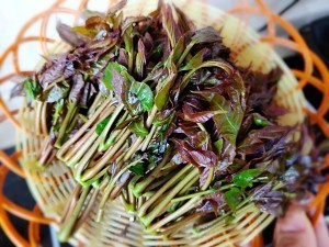 健康养生佳品炸香椿鱼儿的做法