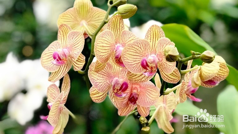 兰花根死了怎么救