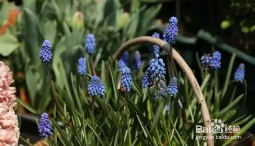 球根植物种植 百度经验 球根植物种植 百度经验
