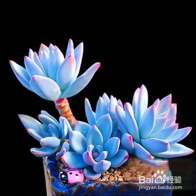 如何判断多肉是否缺水？