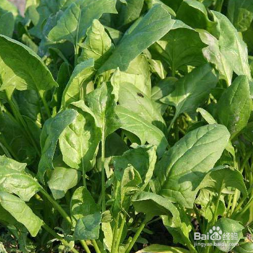 家常菜菠菜如何养殖？