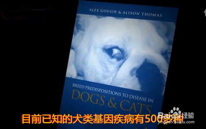 串串狗到底是什么犬种?