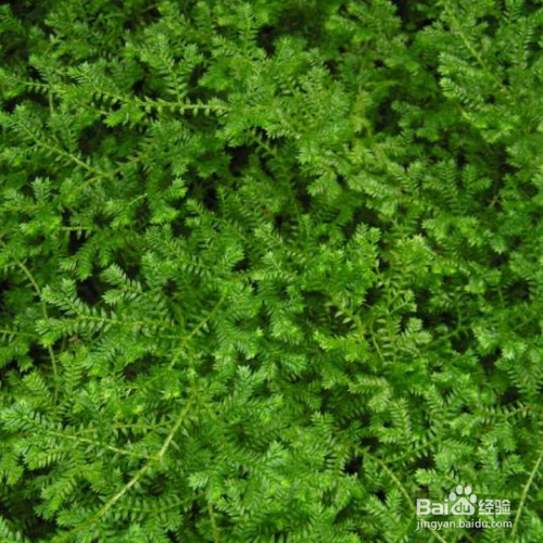 翠云草的叶子看起来干枯怎么办？