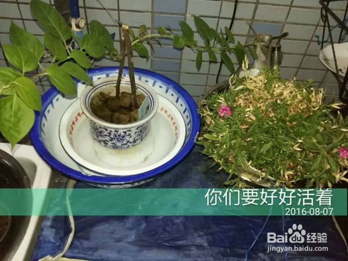 出差后自动浇花出门自动浇灌滴水花草保命方法