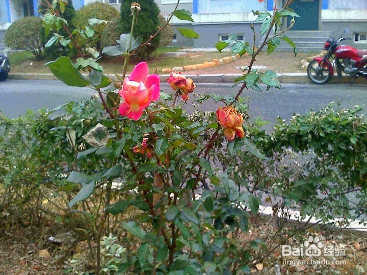 老年人怎样用手机拍花骨朵儿