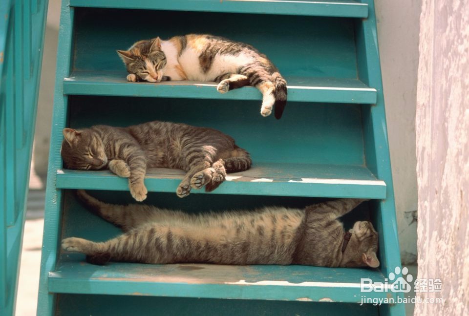 应对猫的泌尿问题