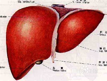 【警惕】这4种腹泻是癌症的报警信号！