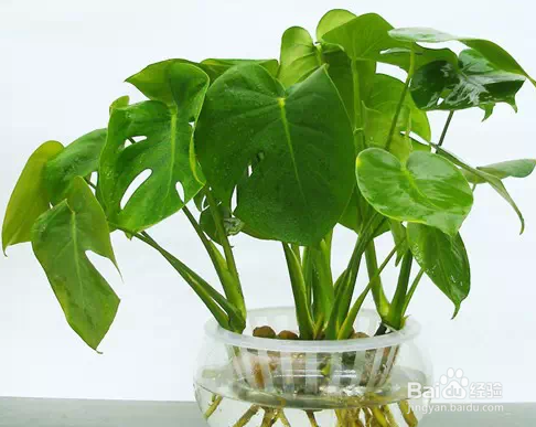 生活 对家中有益的植物