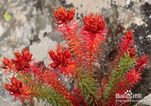 红景天的用法及禁忌