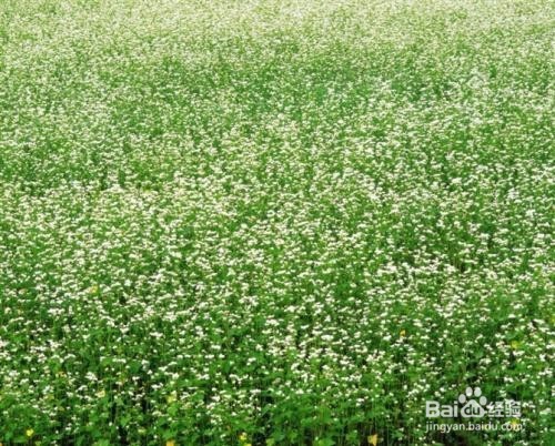 怎样种满天星才能爆盆