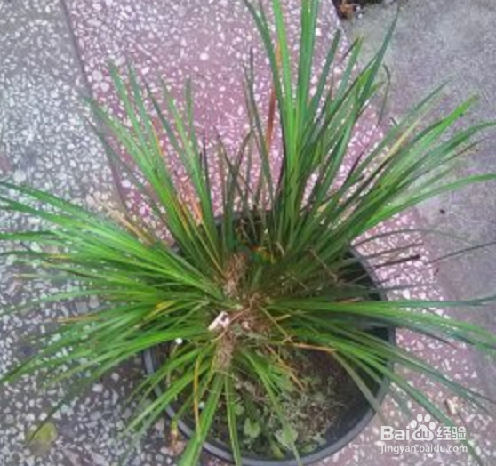 如何盆栽茴香菖蒲