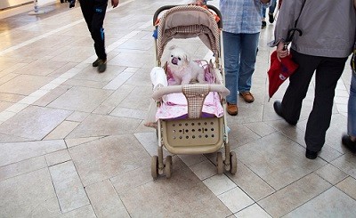 学宠物美容培训时间