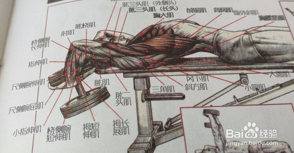 如何练胸部肌肉