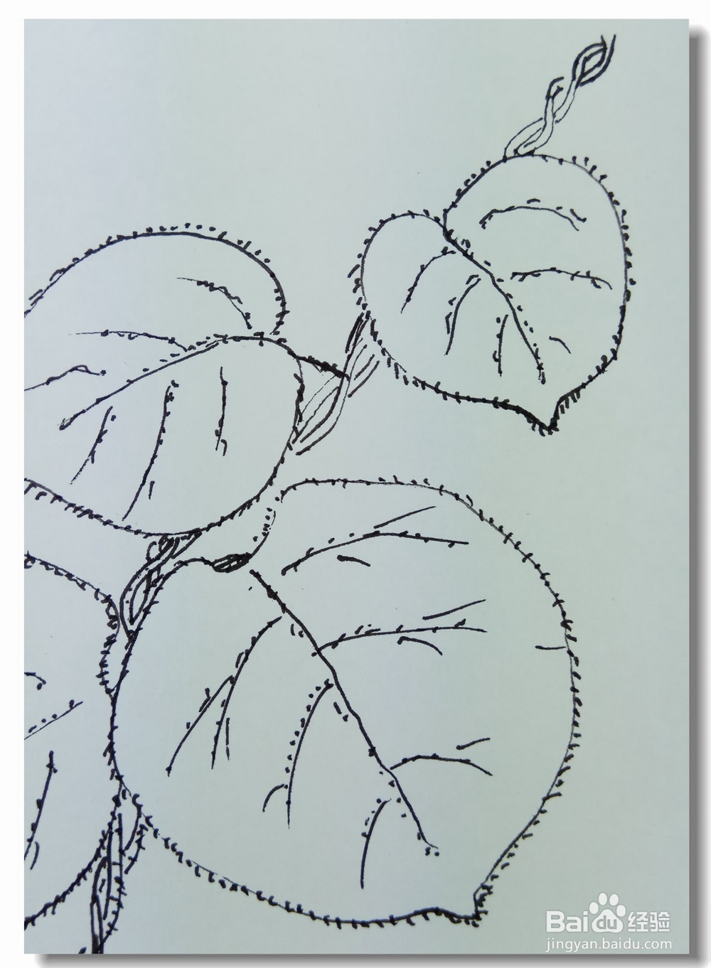 怎样画钢笔画“猕猴桃的叶子”?