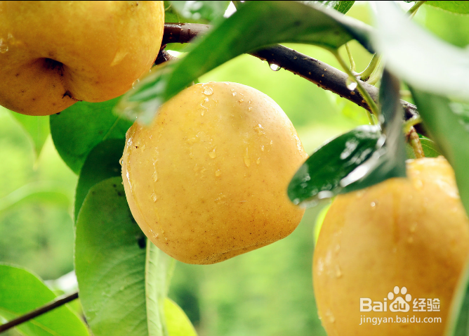 秋季适宜吃的水果有哪些