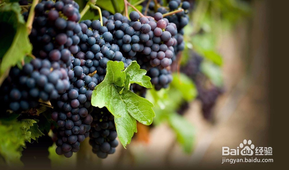 不同年龄段的女人喝什么葡萄酒