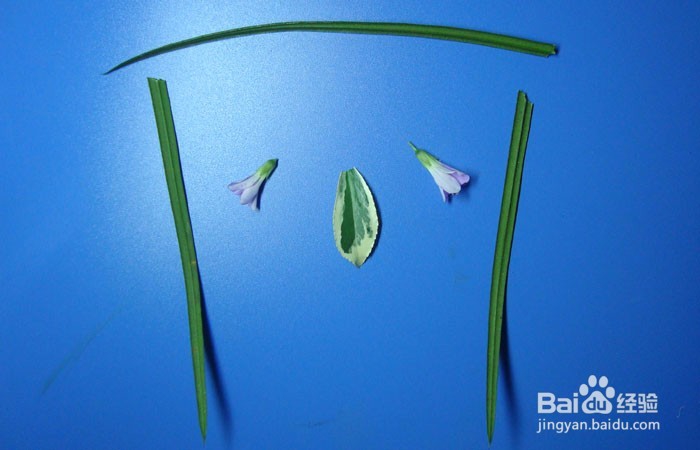 植物简笔画之快乐的思考者