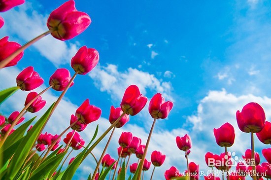 得了糖尿病怎么办