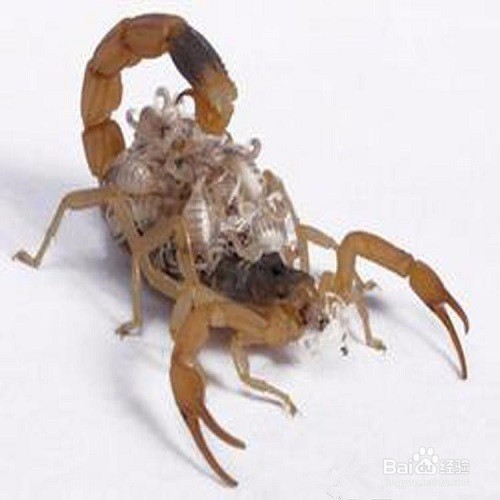 蝎子养殖 蝎子的价值和用处
