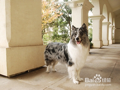 怎样挑选狗狗合适的饭碗