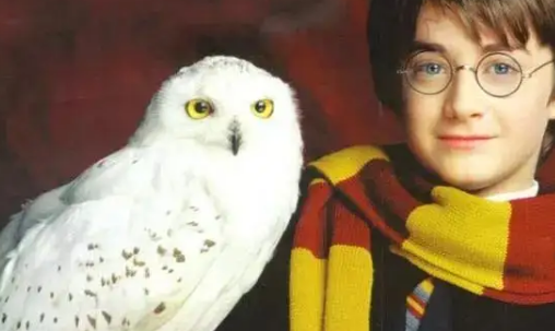 《哈利波特》猫头鹰名字是什么