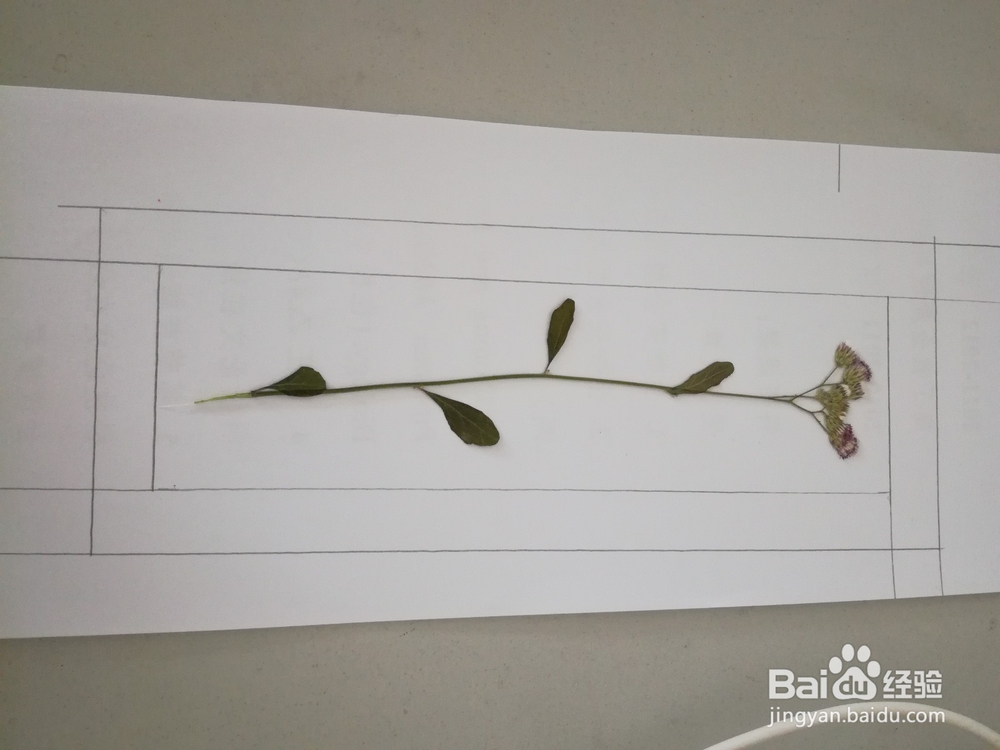 植物书签的制作