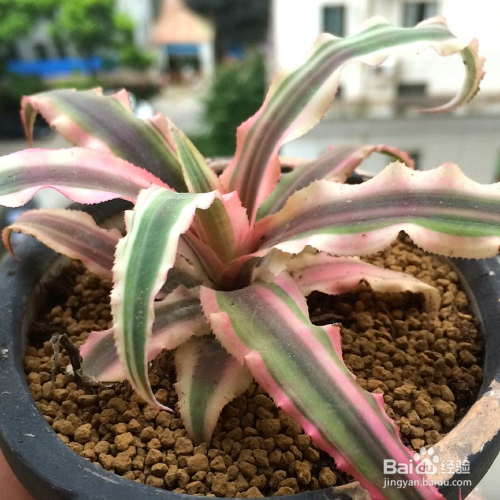 姬凤梨叶子变色原因及解决方法