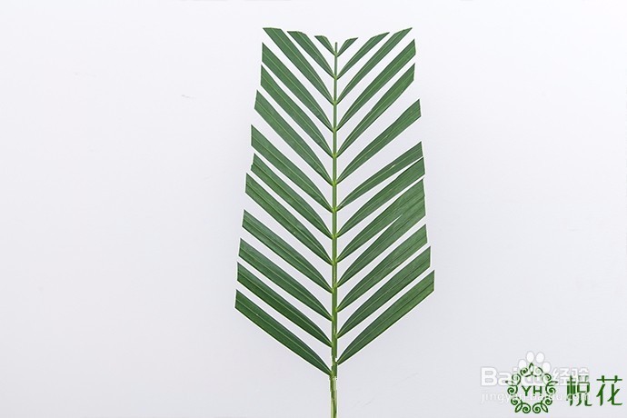 插花入门，散尾葵的5种创意修剪方式