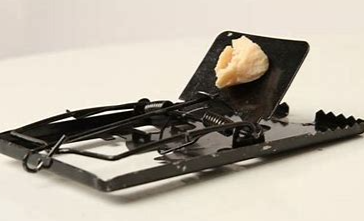 灭老鼠最有效的方法有哪些?
