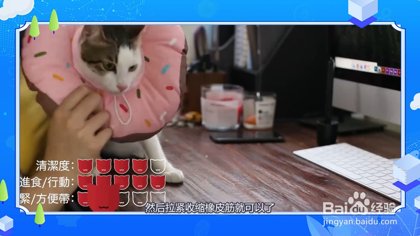 该怎么给猫咪戴伊丽莎白圈