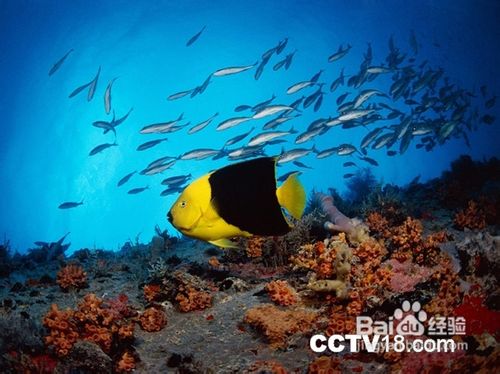 春节旅游首选阳光治愈系海南三亚