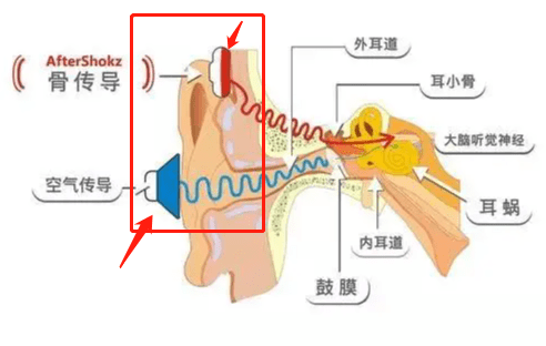 骨传导耳机和气传导哪个对听力好不伤耳骨传导耳机了解一下