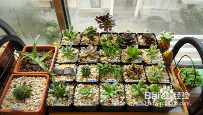 冬天来了，阳台变大棚。