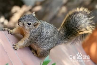自然界智商最高的10大动物