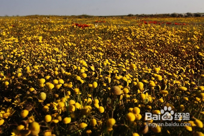 [转载]南非之旅3：纳玛夸兰（Namaqualand）花海