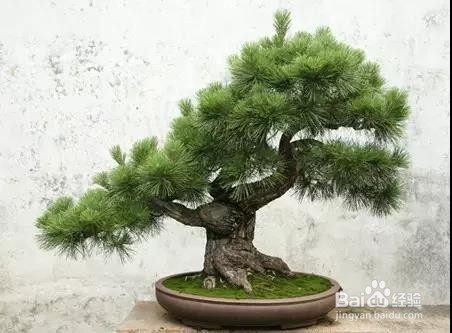 花卉市场买花的四个技巧，收藏好了！