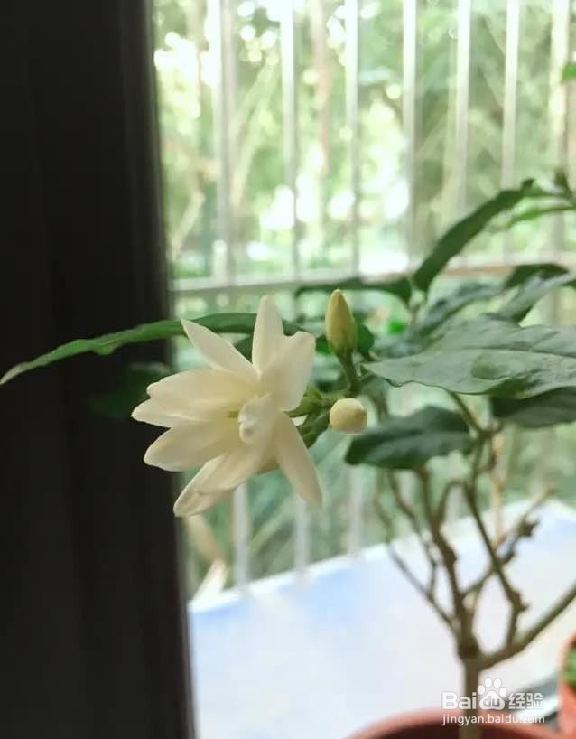 茉莉花养护技巧，叶子茂盛开花多，芳香四溢