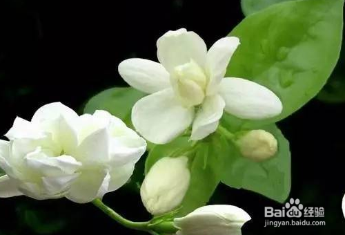 茉莉花的栽培技术有哪些？