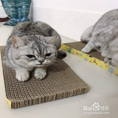 猫咪有泪痕怎么办