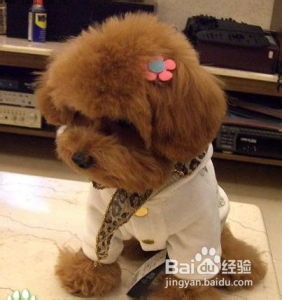 泰迪熊犬怎样美容