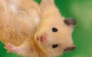 如何让小仓鼠健康活泼?