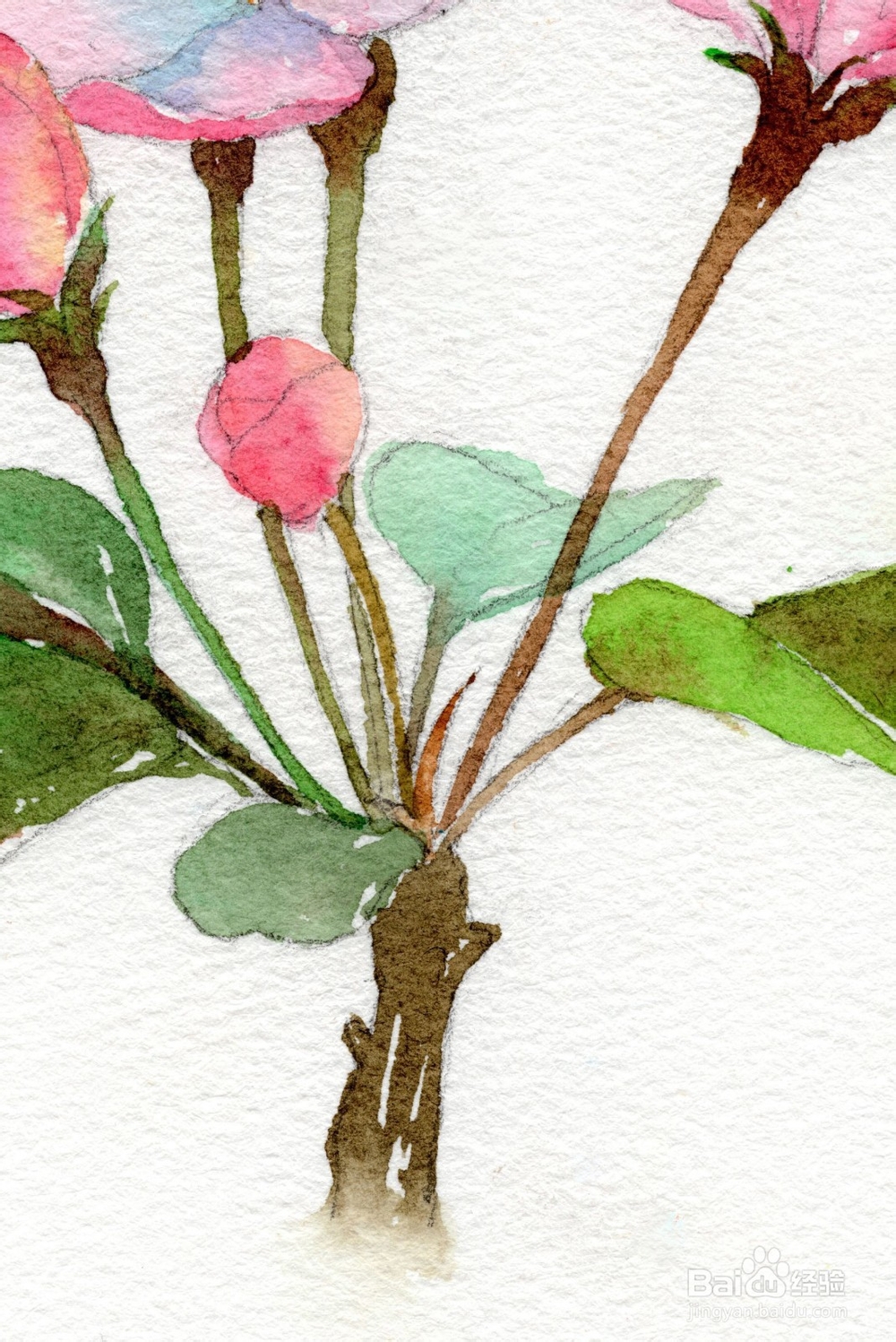 水彩花卉教程 | 跟又画一起画一幅海棠花吧