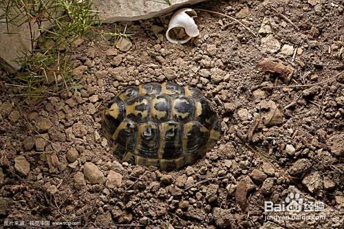 怎么看乌龟冬眠结束