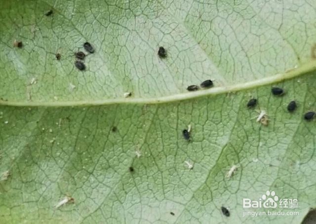 家里有小黑飞虫怎么清除