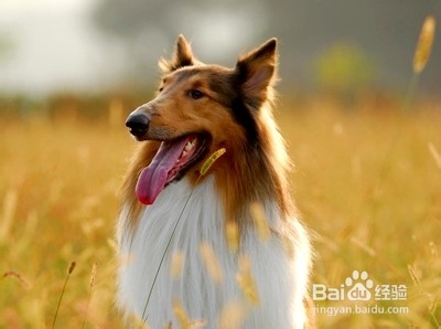 训练狗狗的食物奖励方法